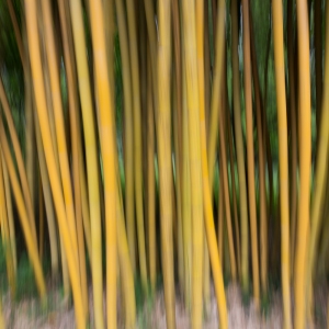 Bamboo Abstract Bamboo Abstract
