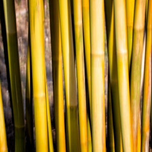 Bamboo Abstract II Bamboo Abstract II