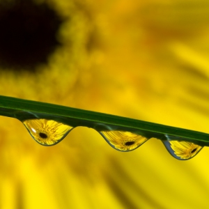 Daisy Drops Daisy Drops