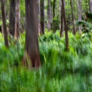 Ferns and Cypress Ferns and Cypress