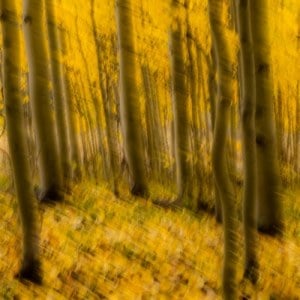 Forest Dreams Forest Dreams