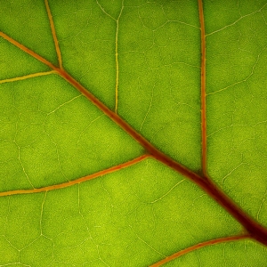 Macro Seagrape Leaf Macro Seagrape Leaf