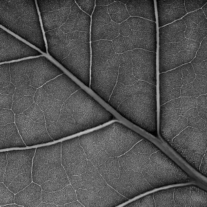 Macro Seagrape Leaf in Monochrome