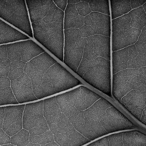 Macro Seagrape Leaf in Monochrome Macro Seagrape Leaf in Monochrome