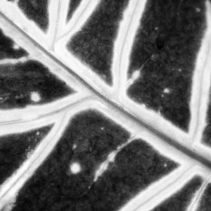 Monochrome Croton Leaf