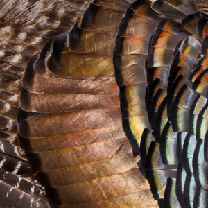 Osceola Turkey Feathers