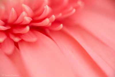 Pink Haze