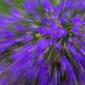 Purple Pansy Explosion Purple Pansy Explosion
