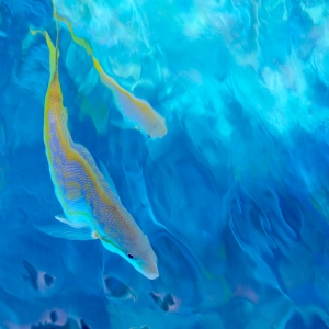 Tropical Waters Tropical Waters