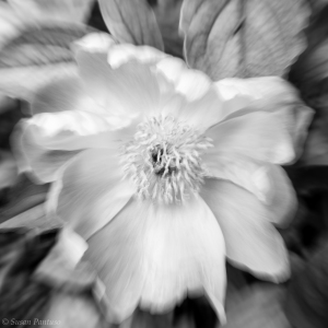 Wild Rose Abstact Wild Rose Abstact