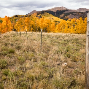 Aspen Beauty
