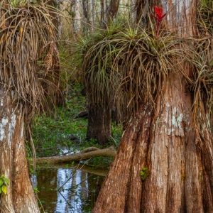 Beauty Within the Swamp