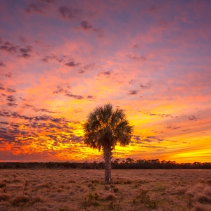 Blazing Skies