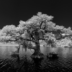 Blue Cypress Pano