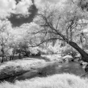 Creekside Dreams