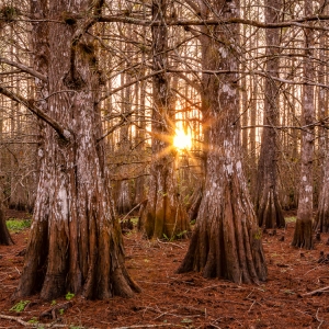 Cypress Sunset