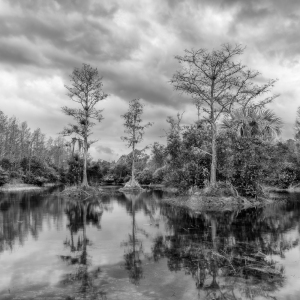 Cypress Trees in Monochrome