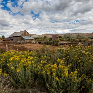 Desert Beauty