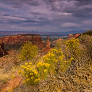 Desert Charm