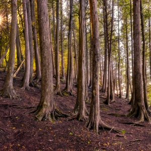 Enchanted Forest