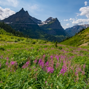 Fireweed Blooming-Glacier National Park