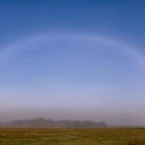 Fogbow Over Live Oak Tree