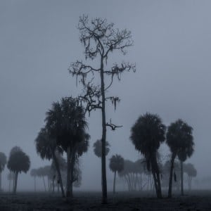 Foggy Rural Florida