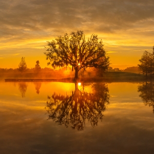 Foggy Sunrise
