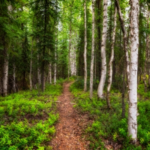 Follow the Path