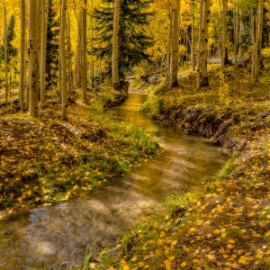 Forest Aglow