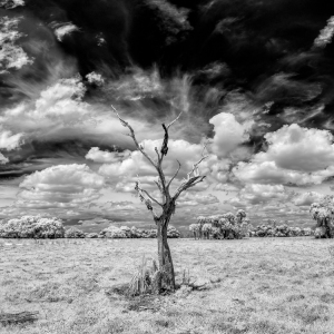 Fortitude