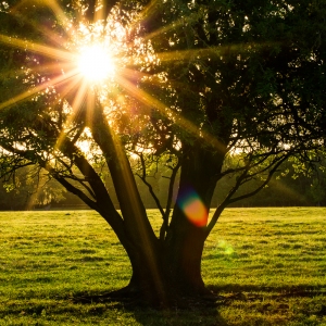 Innerlight