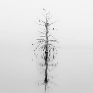 Lone Cypress in the Fog