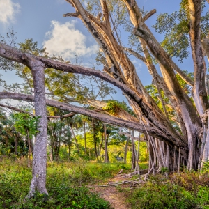 Luminous Banyan