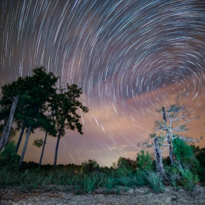 Mistletoe Star Trails