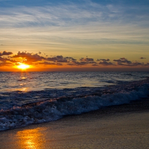 Morning Glory