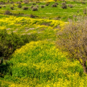 Mustard Field