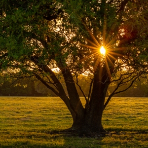 Nature's Light