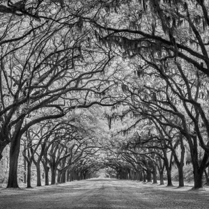 Oak Avenue