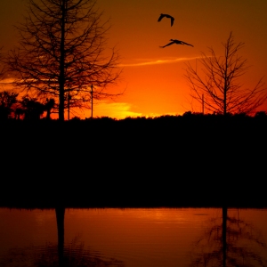 On Golden Pond