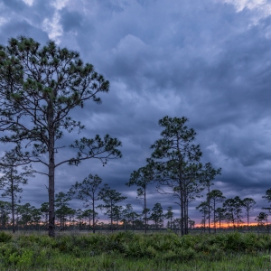 Piney Woods Sunset
