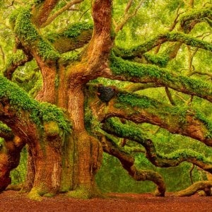 Rooted in Time