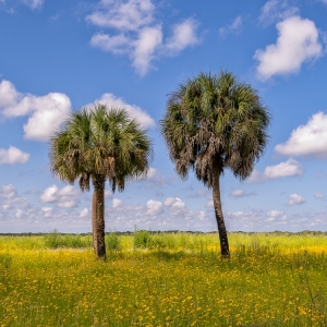 Spring in Myakka