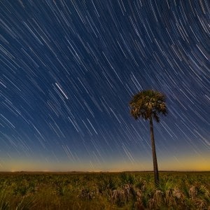 Star Trails Over Cabbage Palm