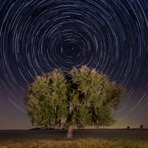 Star Trails Over Live Oak