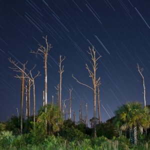 Star Trails and Pines