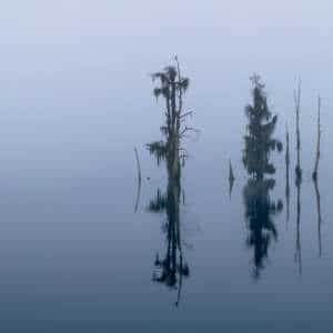 Stillness in the Fog