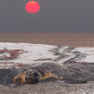 The Calling