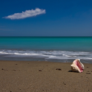 The Lonely Conch