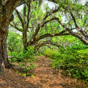 The Oaks